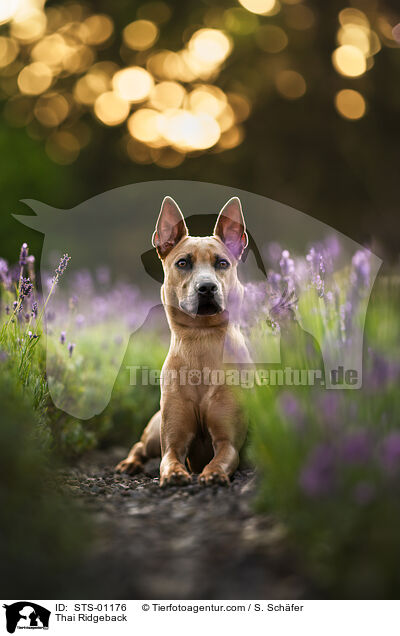 Thai Ridgeback / Thai Ridgeback / STS-01176