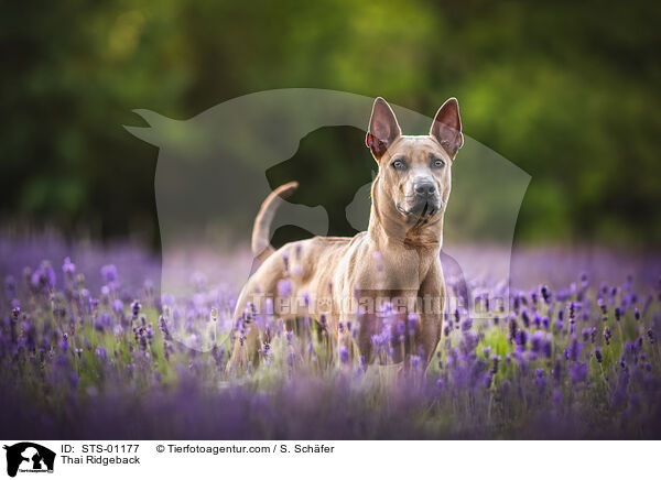 Thai Ridgeback / Thai Ridgeback / STS-01177