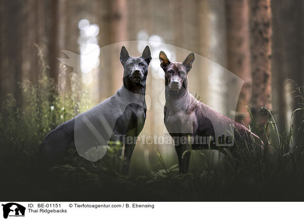 Thai Ridgebacks / BE-01151