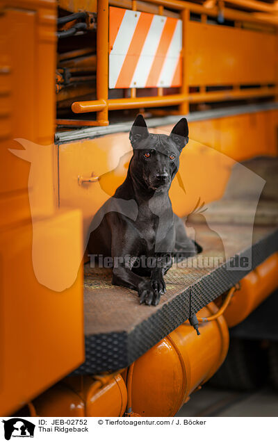 Thai Ridgeback / Thai Ridgeback / JEB-02752