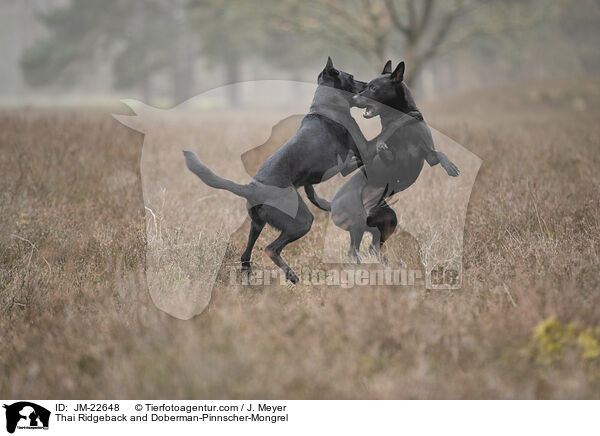 Thai Ridgeback und Dobermann-Mischling / Thai Ridgeback and Doberman-Pinnscher-Mongrel / JM-22648