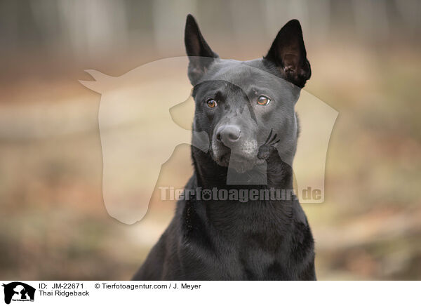 Thai Ridgeback / Thai Ridgeback / JM-22671