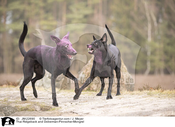 Thai Ridgeback und Dobermann-Mischling / Thai Ridgeback and Doberman-Pinnscher-Mongrel / JM-22690
