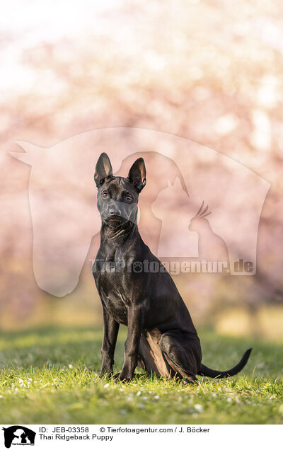 Thai Ridgeback Welpe / Thai Ridgeback Puppy / JEB-03358