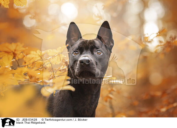 schwarzer Thai Ridgeback / black Thai Ridgeback / JEB-03428
