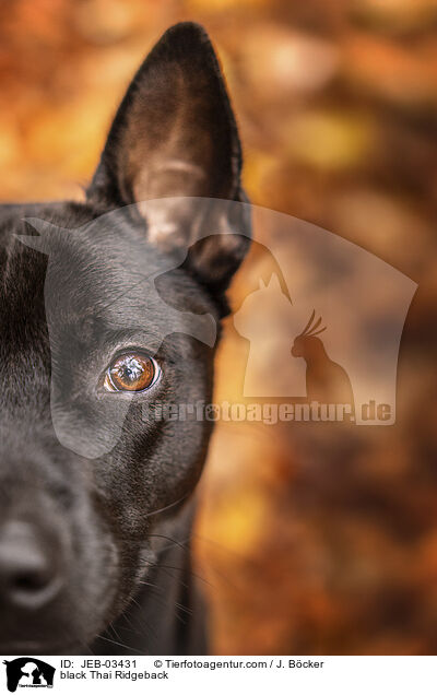 schwarzer Thai Ridgeback / black Thai Ridgeback / JEB-03431