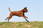 running Thai Ridgeback Dog