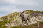 Thai Ridgeback