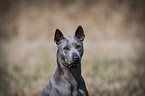 Thai Ridgeback Portrait