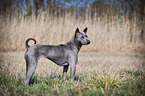 standing Thai Ridgeback