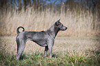 standing Thai Ridgeback