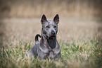 lying Thai Ridgeback