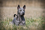 lying Thai Ridgeback