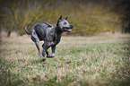 running Thai Ridgeback