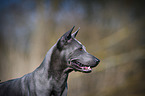 Thai Ridgeback Portrait