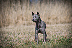 standing Thai Ridgeback