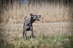 standing Thai Ridgeback