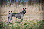 standing Thai Ridgeback