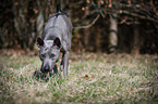 Thai Ridgeback