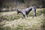 standing Thai Ridgeback