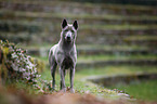 female Thai Ridgeback