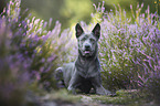 Thai Ridgeback