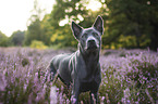 Thai Ridgeback
