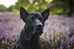 Thai Ridgeback