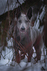 standing Thai Ridgeback