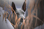 Thai Ridgeback portrait