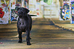 Thai Ridgeback Puppy