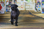 Thai Ridgeback Puppy