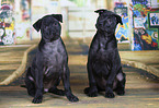 Thai Ridgeback Puppies