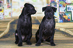 Thai Ridgeback Puppies