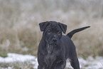 Thai Ridgeback Puppy