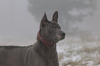 Thai Ridgeback