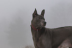 Thai Ridgeback