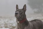 Thai Ridgeback