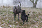 Thai Ridgebacks