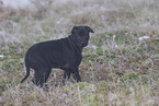 Thai Ridgeback Puppy