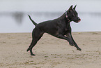 black Thai Ridgeback