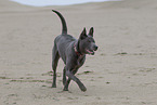black Thai Ridgeback