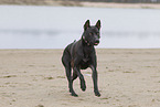 black Thai Ridgeback