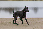 black Thai Ridgeback