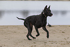 black Thai Ridgeback