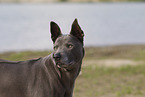 female Thai Ridgeback