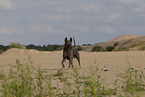 female Thai Ridgeback