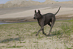 female Thai Ridgeback