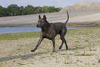 female Thai Ridgeback