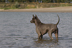 female Thai Ridgeback